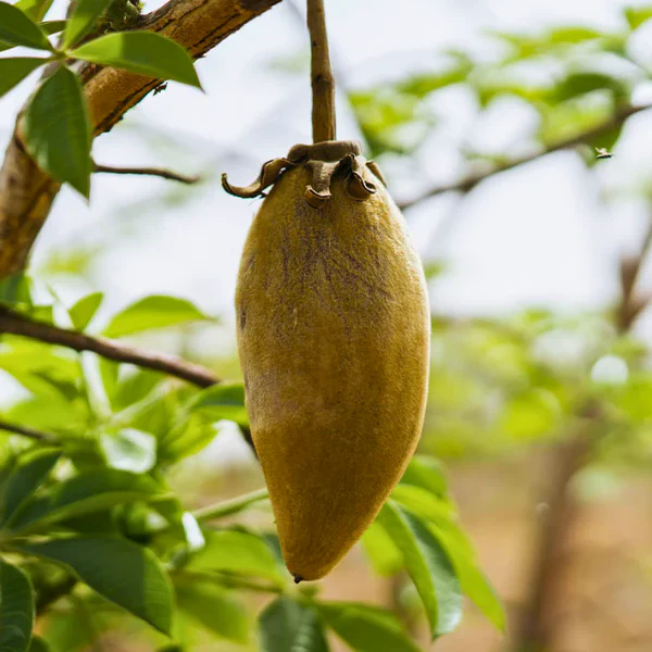 Aduna baobab kozmetičko ulje, organsko, 100 ml